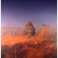 The Maccabees - Given To The Wild